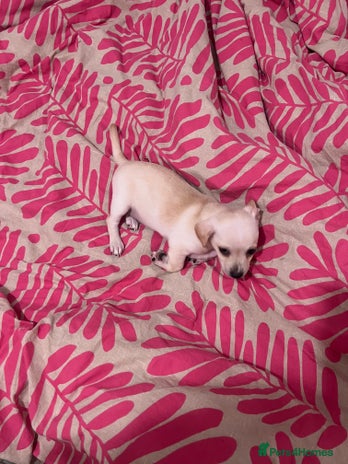 Mixed Breed dogs 2 Beautiful chihuahua boys needing a loving home - Advert 10