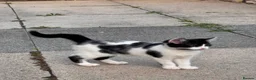 Mixed Breed cats for sale: 2 male cats for sale  - Advert 4