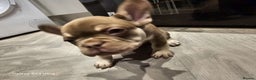French Bulldog dogs for sale: French bulldog puppys for sale  - Advert 4