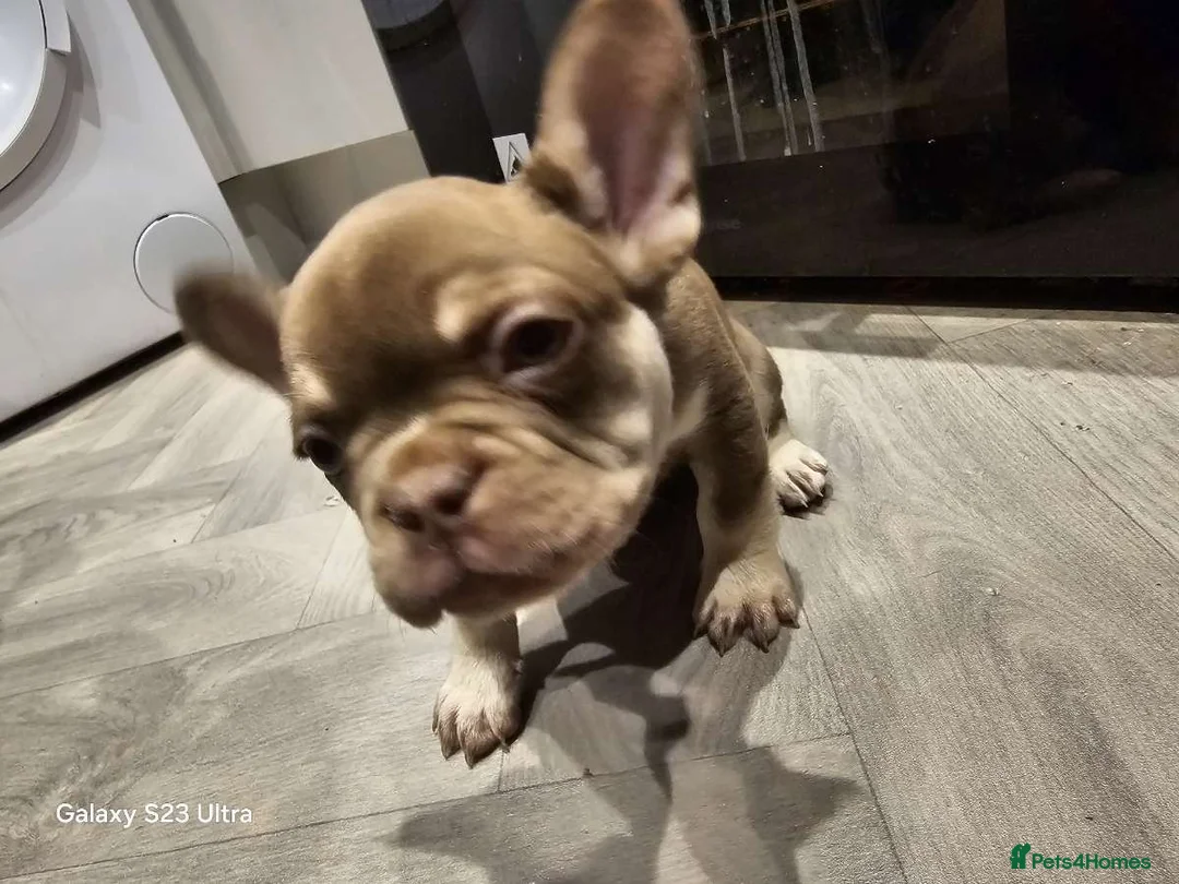 French Bulldog dogs for sale: French bulldog puppys for sale  - Advert 4