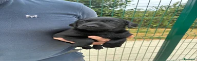 Labrador Retriever 8