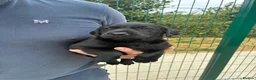 Labrador Retriever dogs for sale: 5 Star Council Registered Litter of Labrador pups - Advert 14