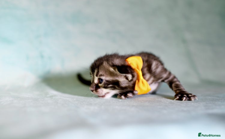 Bengal cats - Advert 13