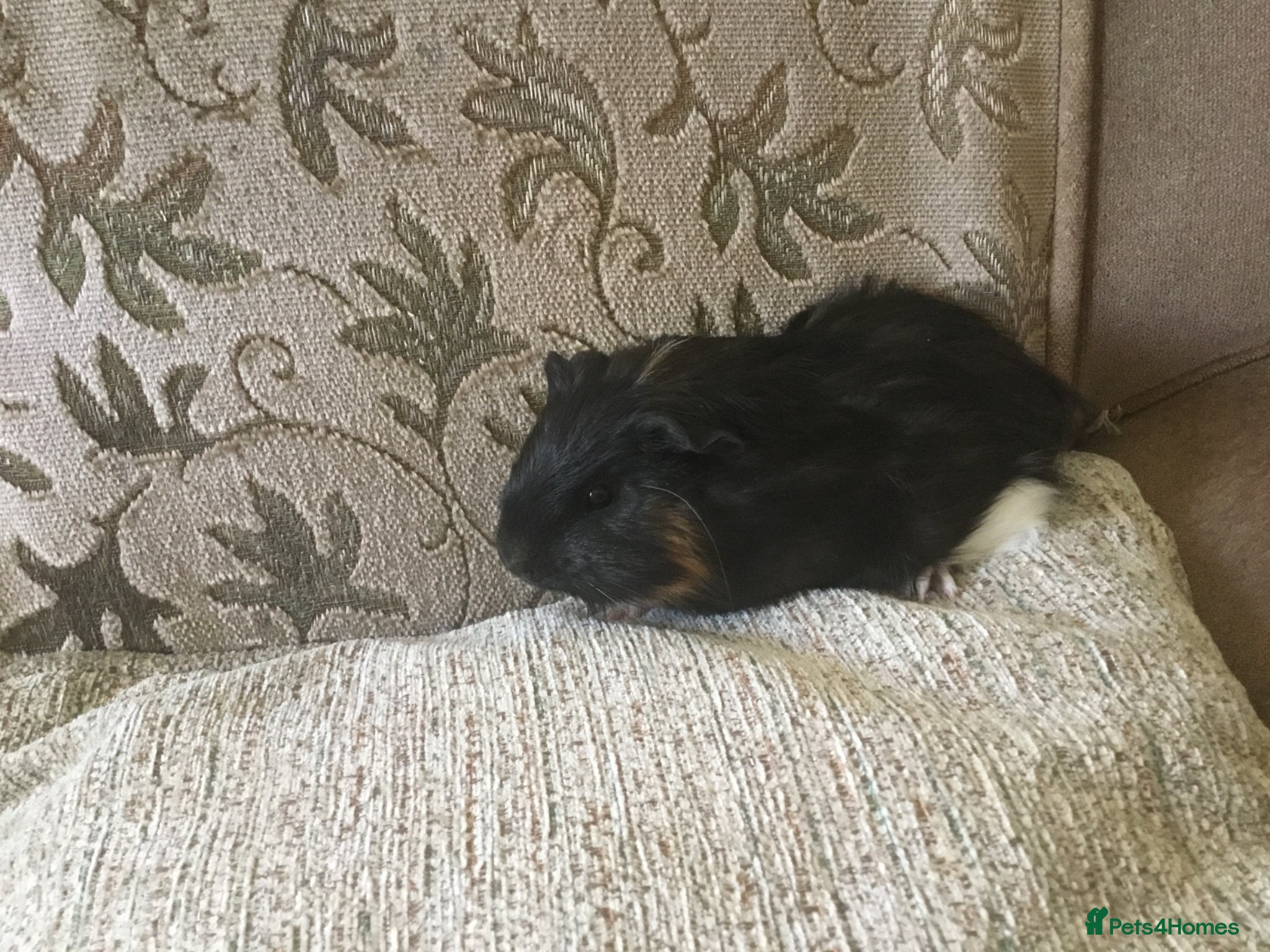 Guinea Pig rodents baby males, various females,also mum and daughter  - Advert 6
