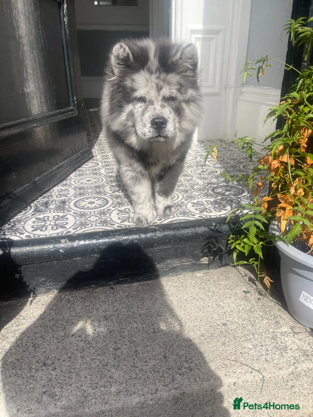 Chow Chow dogs for stud: Beautiful Merle chow for stud - Advert 6