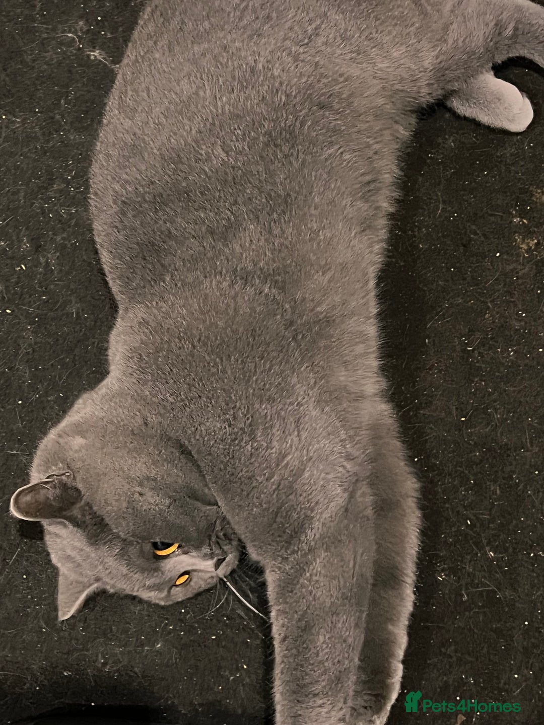British Shorthair cats for sale: Female  - Advert 2