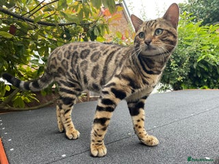 Bengal cats Handsome Bengal Boy Available for Stud in Nottingham - Advert 1