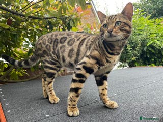 Bengal cats Handsome Bengal Boy Available for Stud in Nottingham - Advert 5