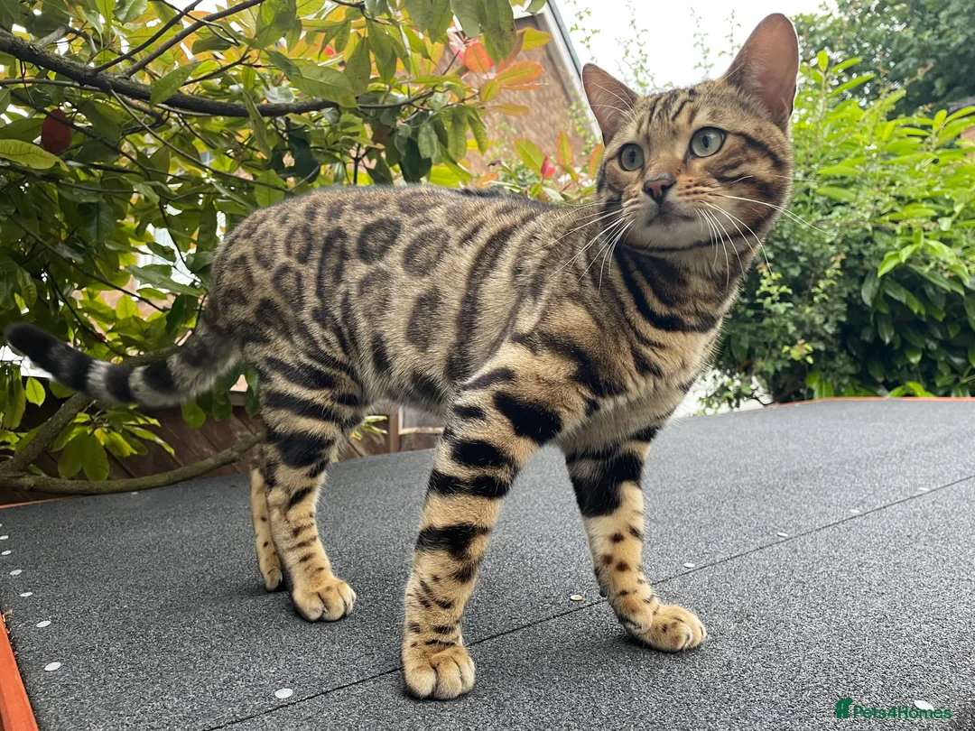 Bengal cats for stud: Handsome Bengal Boy Available for Stud in Nottingham - Advert 1