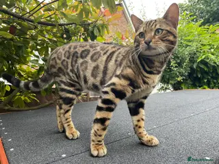 Bengal cats Handsome Bengal Boy Available for Stud in Nottingham - Advert 8