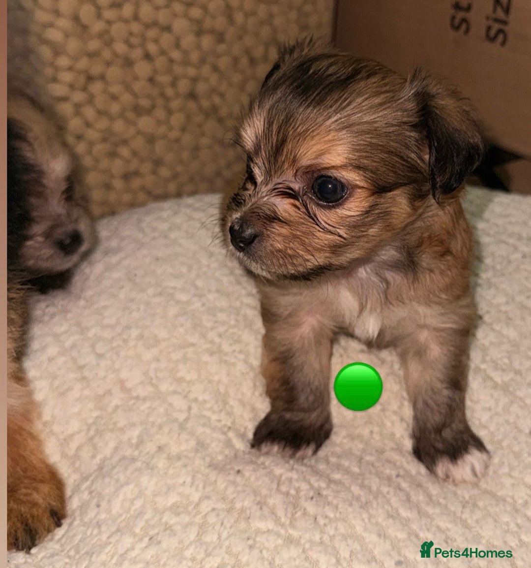 Mixed Breed dogs for sale: Five healthy puppies looking for a living home!  - Advert 7