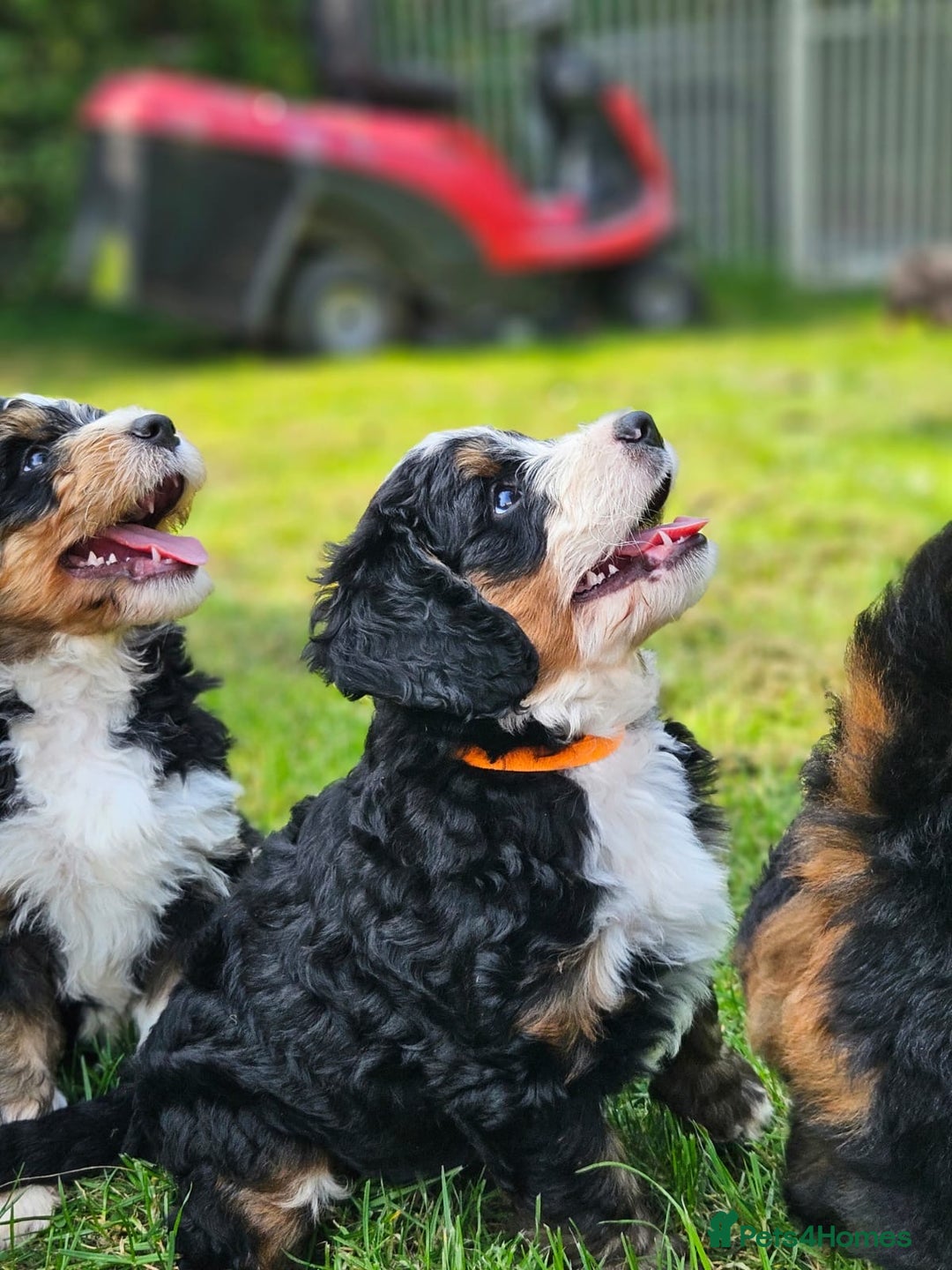 Bernedoodle dogs for sale: Curtabemdoodles Bernedoodles  - Image 8