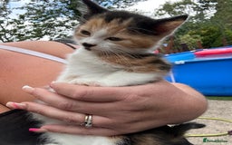 Mixed Breed cats for sale: 3 kittens looking for loving homes ! Ready now !! - Image 2