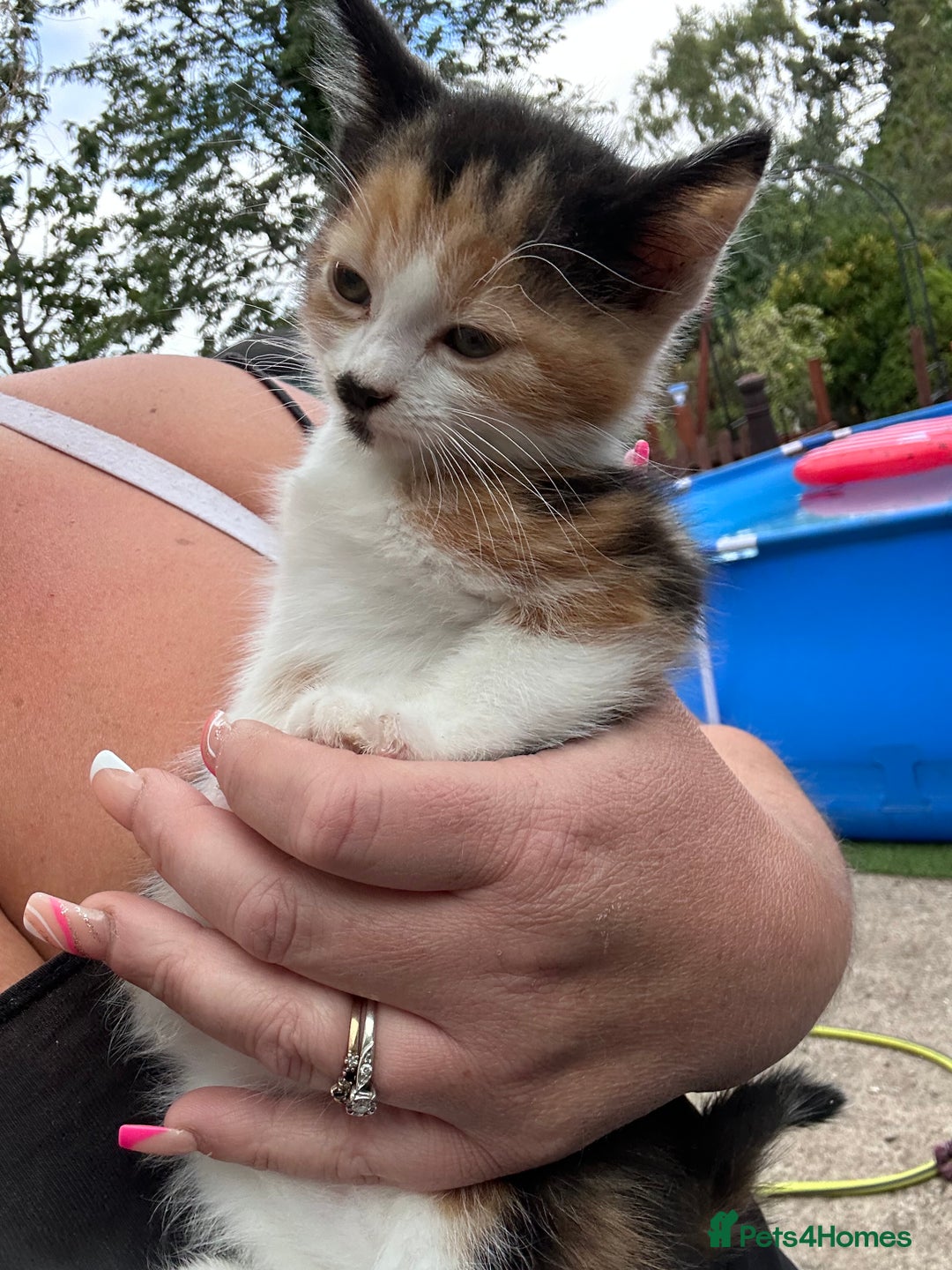 Mixed Breed cats for sale: 3 kittens looking for loving homes ! Ready now !! - Image 2