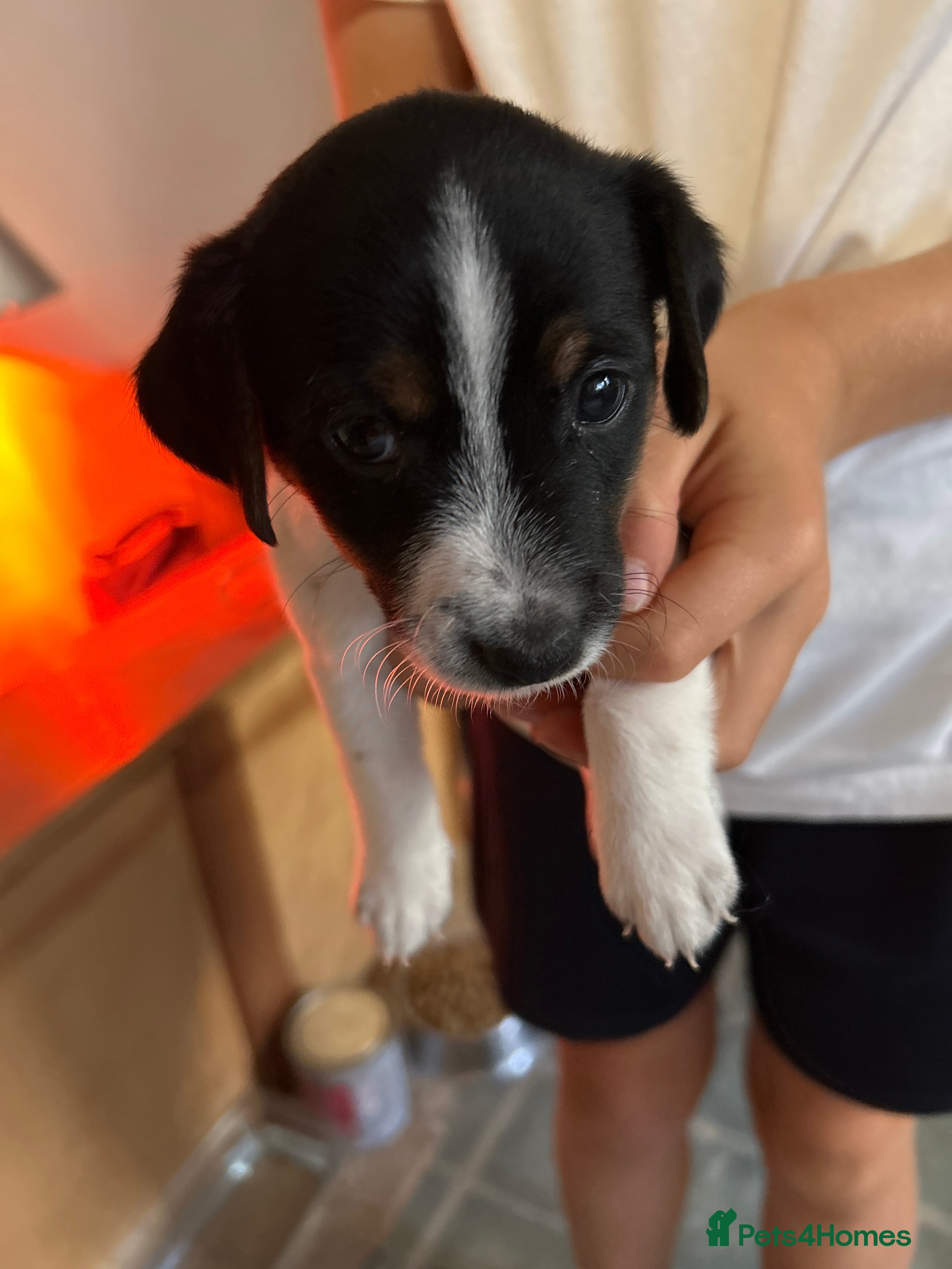 Jack Russell dogs Jack Russell puppies  - Advert 2