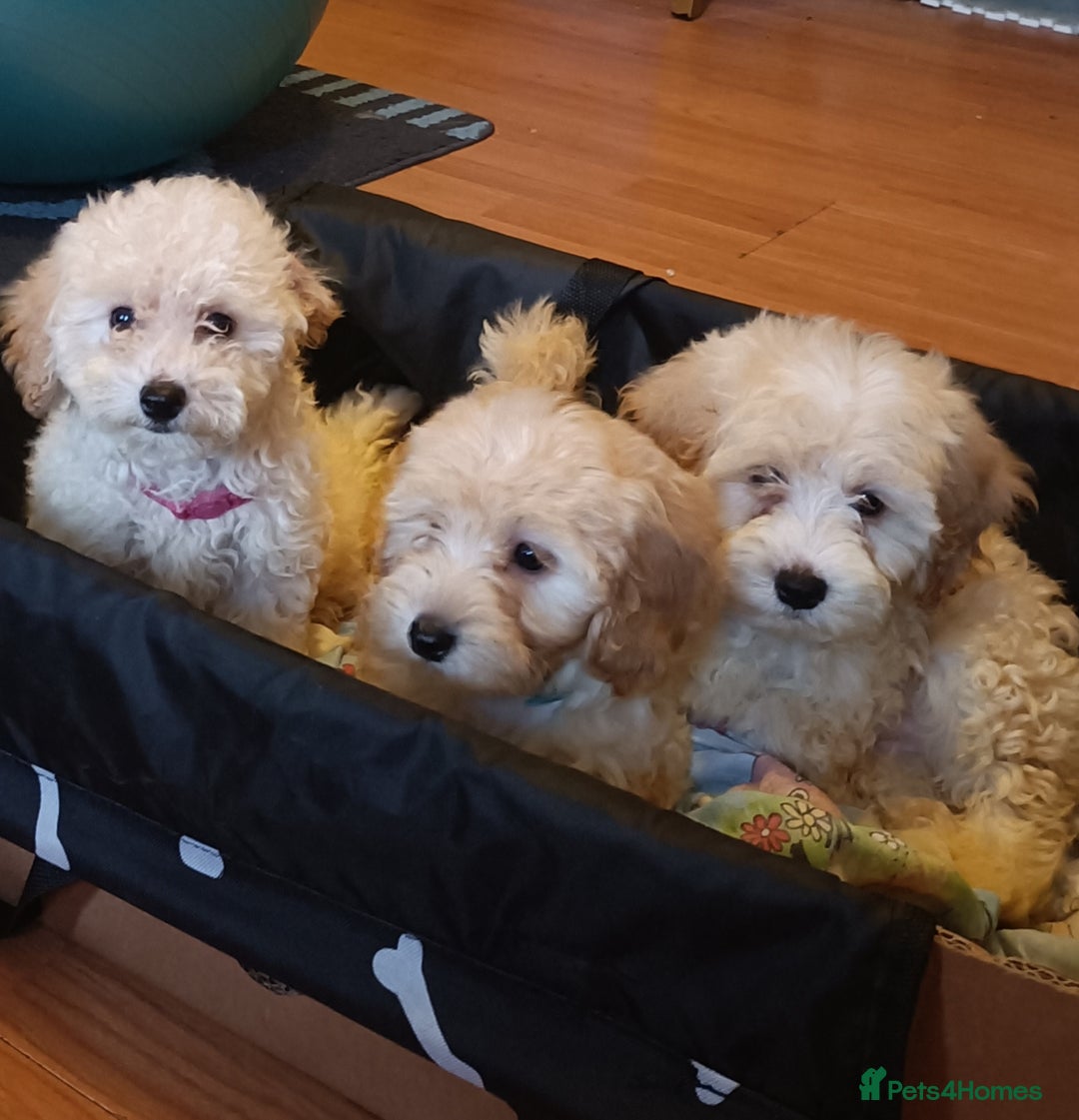 Maltipoo dogs for sale: Beautiful teddy bear Maltipoo puppies  - Image 2