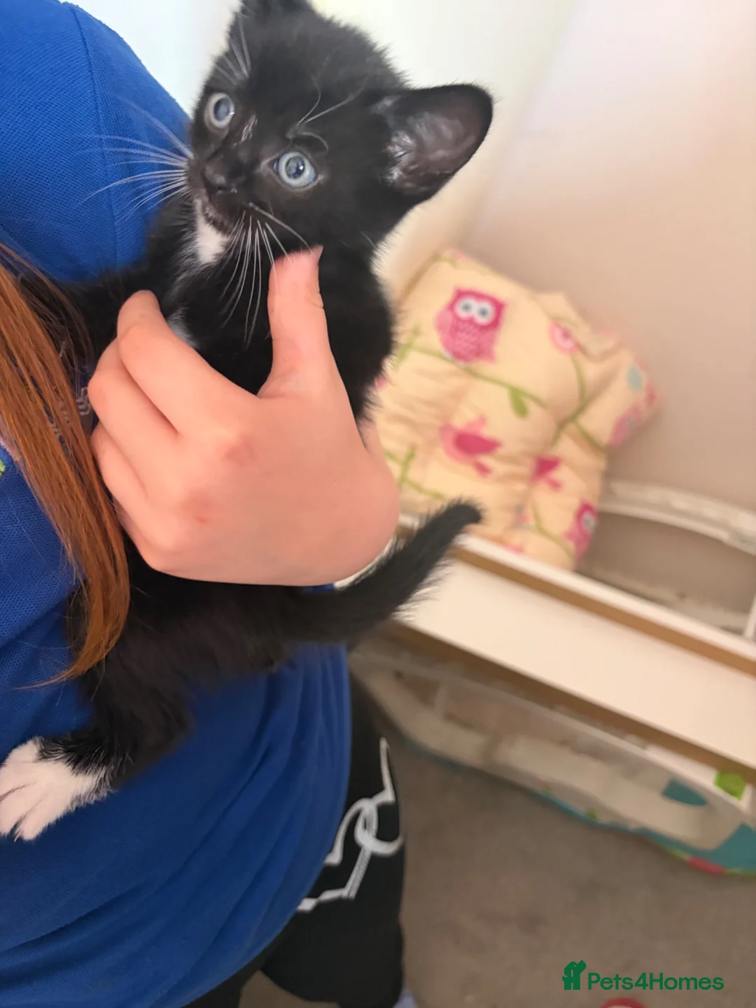 Mixed Breed cats for sale: Kitten for sale ready to go  - Advert 4