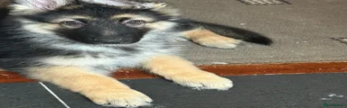 German Shepherd 1