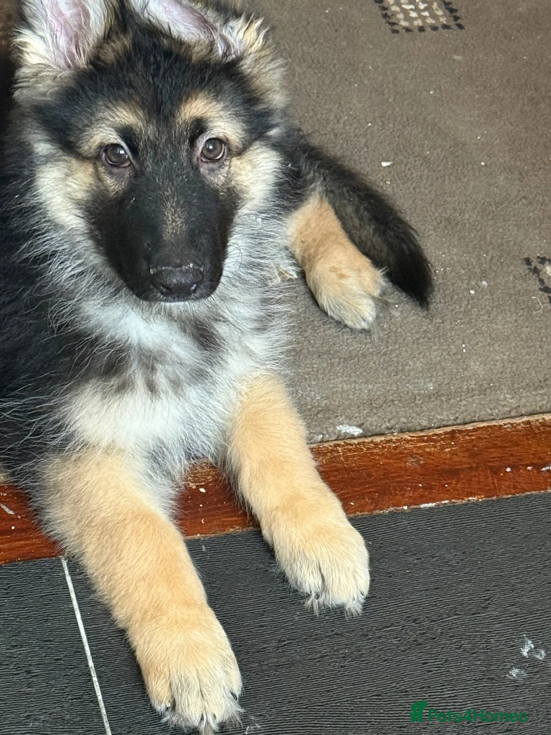 German Shepherd dogs for sale: German shepherd male pups  - Advert 2