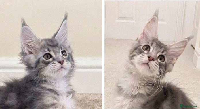 Maine Coon cats Championed Lined Registered Maine Coon Kitten  - Advert 5