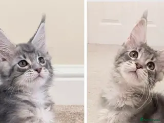 Maine Coon cats Championed Lined Registered Maine Coon Kitten - Advert 5