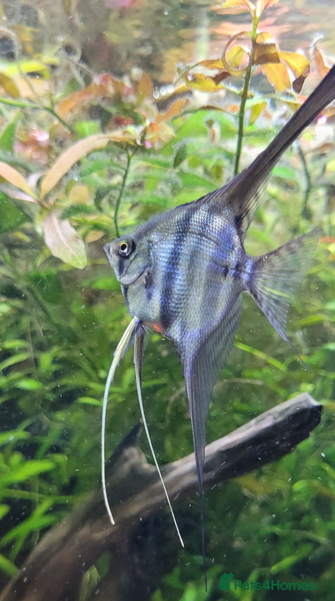 Angelfish fish for sale: Old school standard stripes Angel Fish - Advert 17