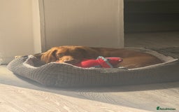 Cocker Spaniel dogs for sale: Cocker spaniel  - Advert 4