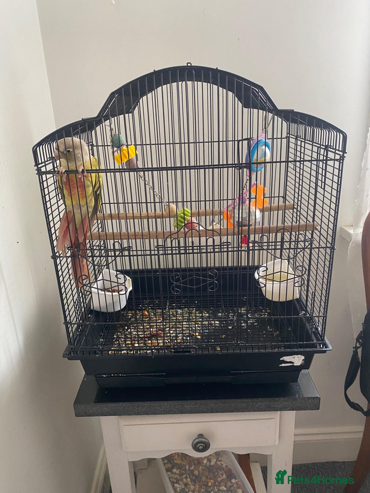 Parrots birds Pineapple Conure  - Advert 1