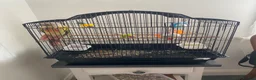 Parrots birds for sale: Pineapple Conure  in Westgate-on-Sea - Advert 1
