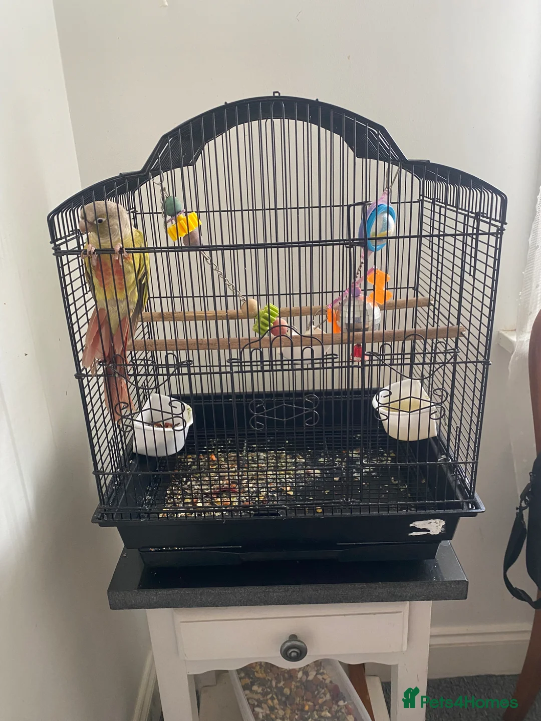 Parrots birds for sale: Pineapple Conure  in Westgate-on-Sea - Advert 1