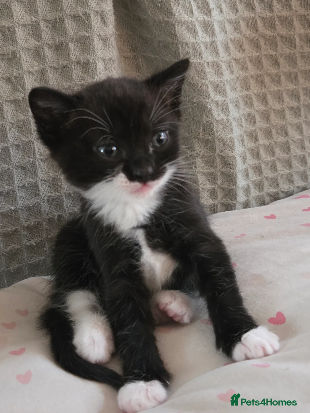 British Shorthair cats for sale: Kittens - Advert 2