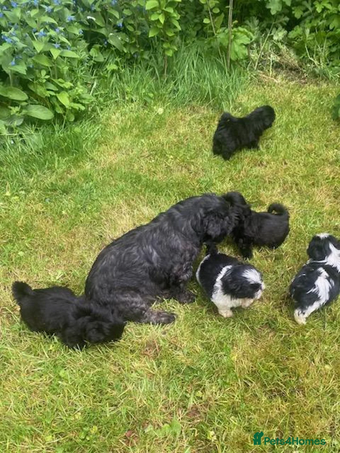 Shih Tzu dogs for sale: Pure bred KC reg pedigree shih szu puppies - Advert 1