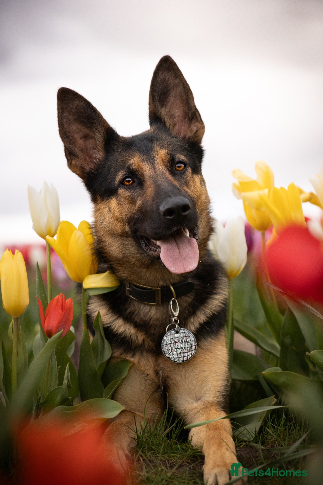 German Shepherd dogs 18 month old female GSD - Advert 13
