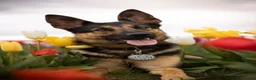 German Shepherd dogs for sale: 18 month old female GSD in Wakefield - Advert 1