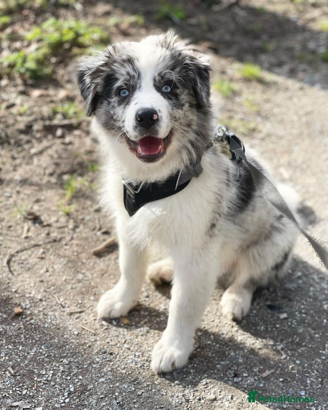 Australian Shepherd dogs Australian Shepherd For Rehoming - Advert 1