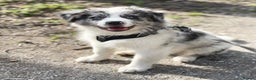 Australian Shepherd dogs for sale: Australian Shepherd For Rehoming - Advert 1
