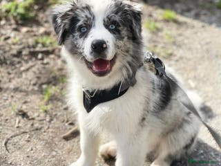 Australian Shepherd dogs Australian Shepherd For Rehoming - Advert 1