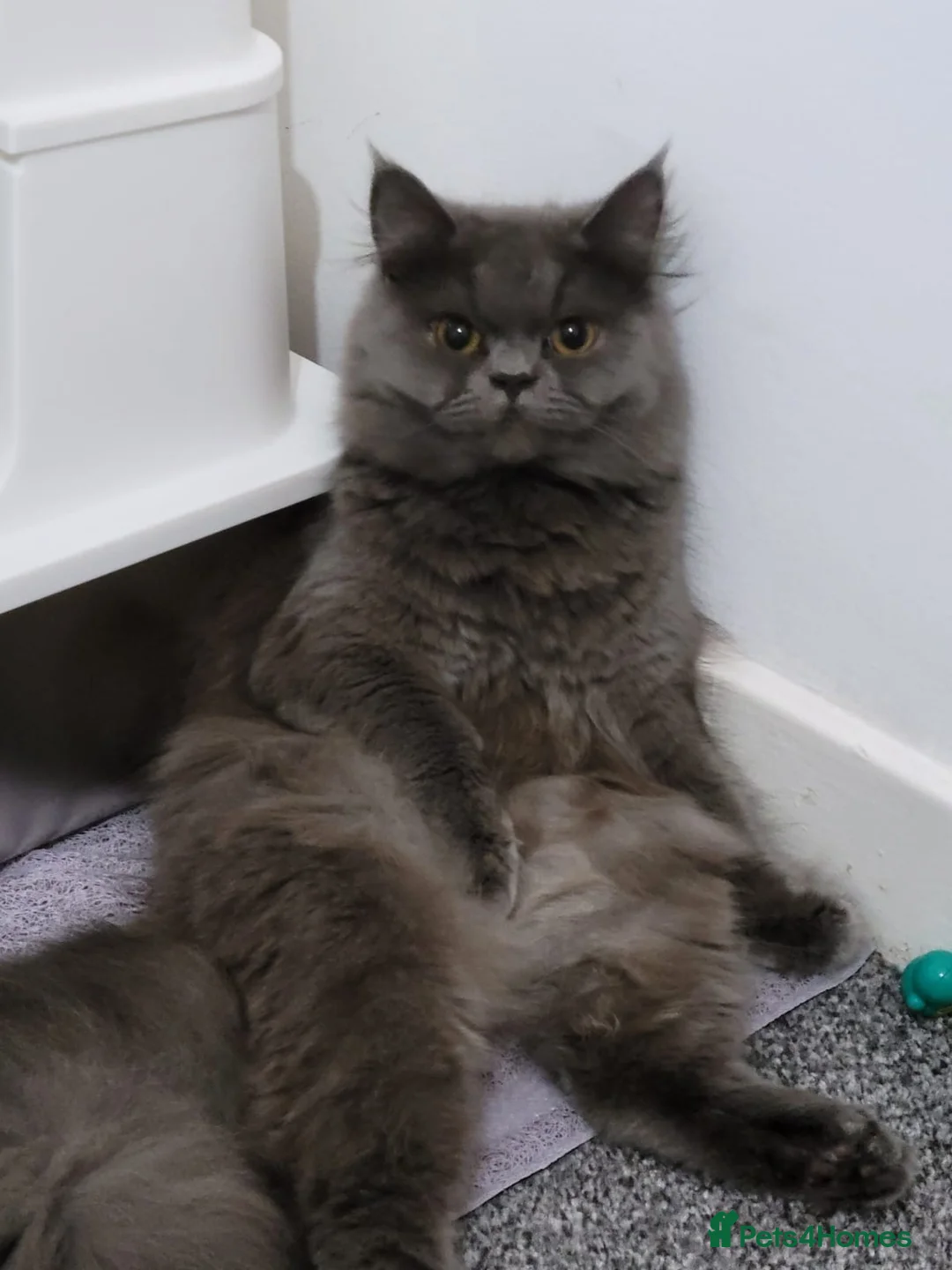 British Longhair cats for sale: British longhair  - Advert 1