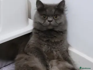 British Longhair cats British longhair - Advert 1