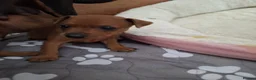 Miniature Pinscher dogs for sale: Adorable Miniature Pinscher Puppies  in Peterhead - Advert 7