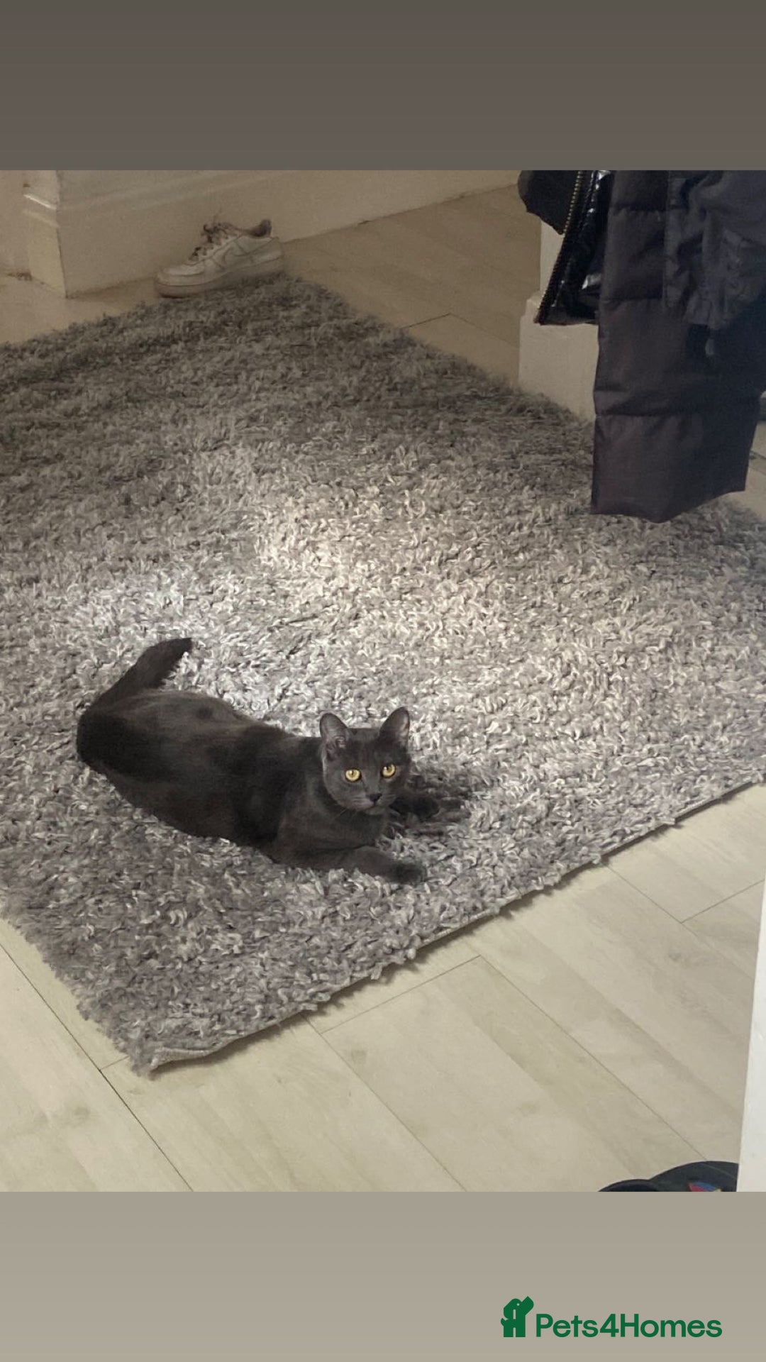 Russian Blue cats for sale: Russian X blue kittens  - Image 6