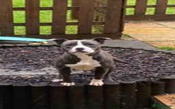 Staffordshire Bull Terrier dogs for sale: Mum and daughter  - Image 2