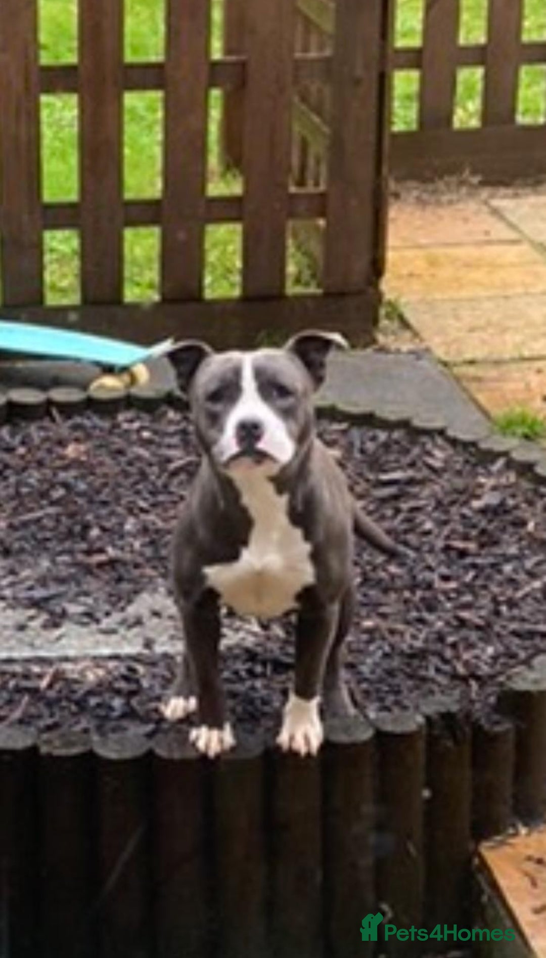 Staffordshire Bull Terrier dogs for sale: Mum and daughter  - Image 2