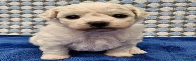 Bichon Frise 1