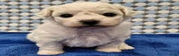 Bichon Frise dogs for sale:  Bichon Frise puppies  - Advert 4