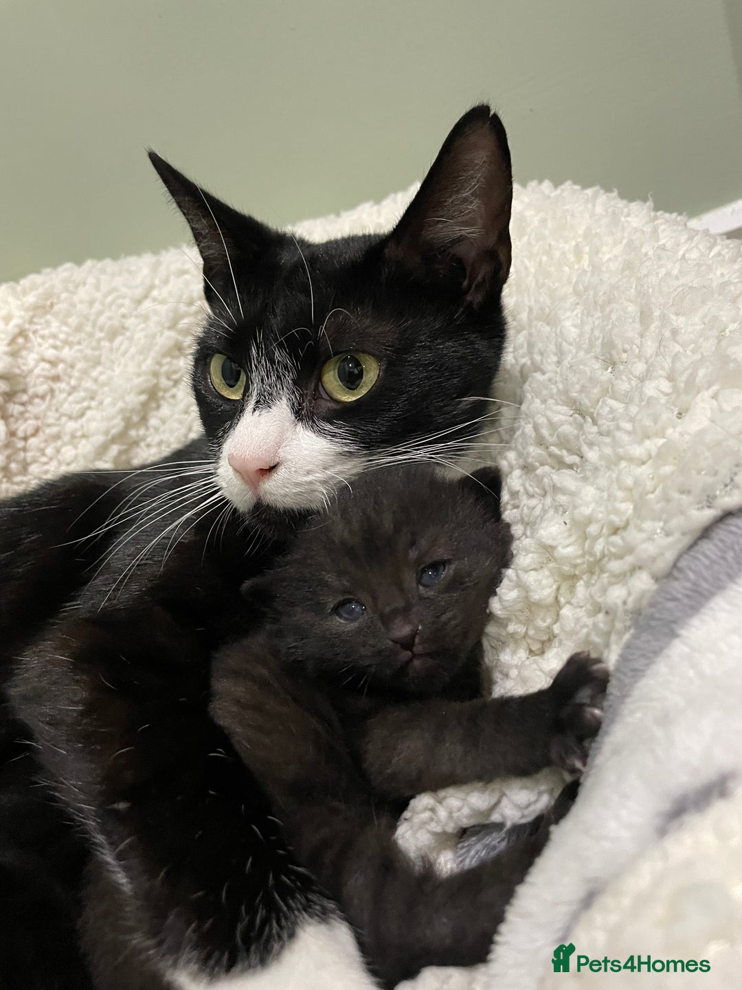 Mixed Breed cats for sale: 2 beautiful little girls - Advert 11