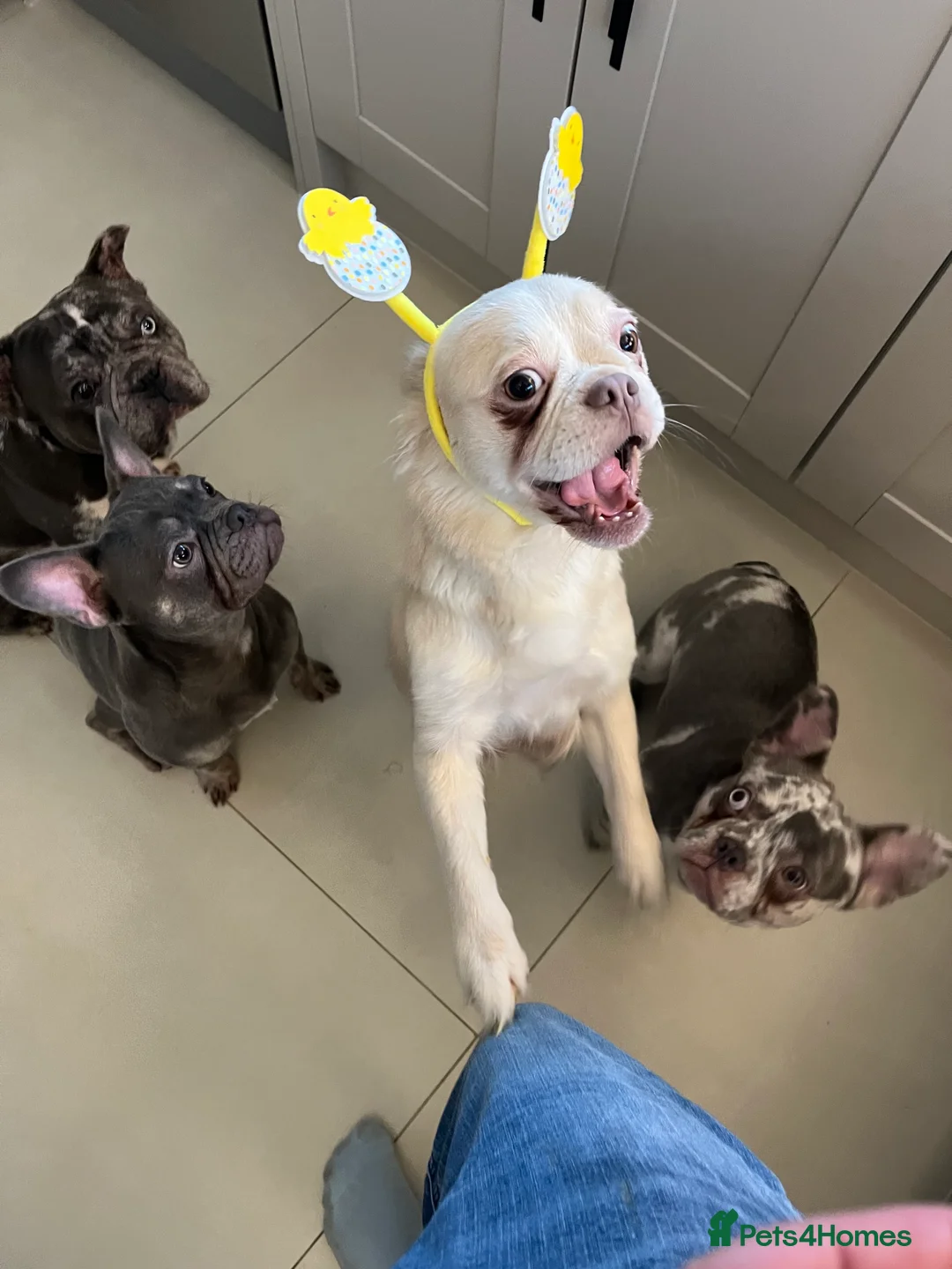 French Bulldog dogs for sale: Pink fluffy mum Merle dad  - Advert 2