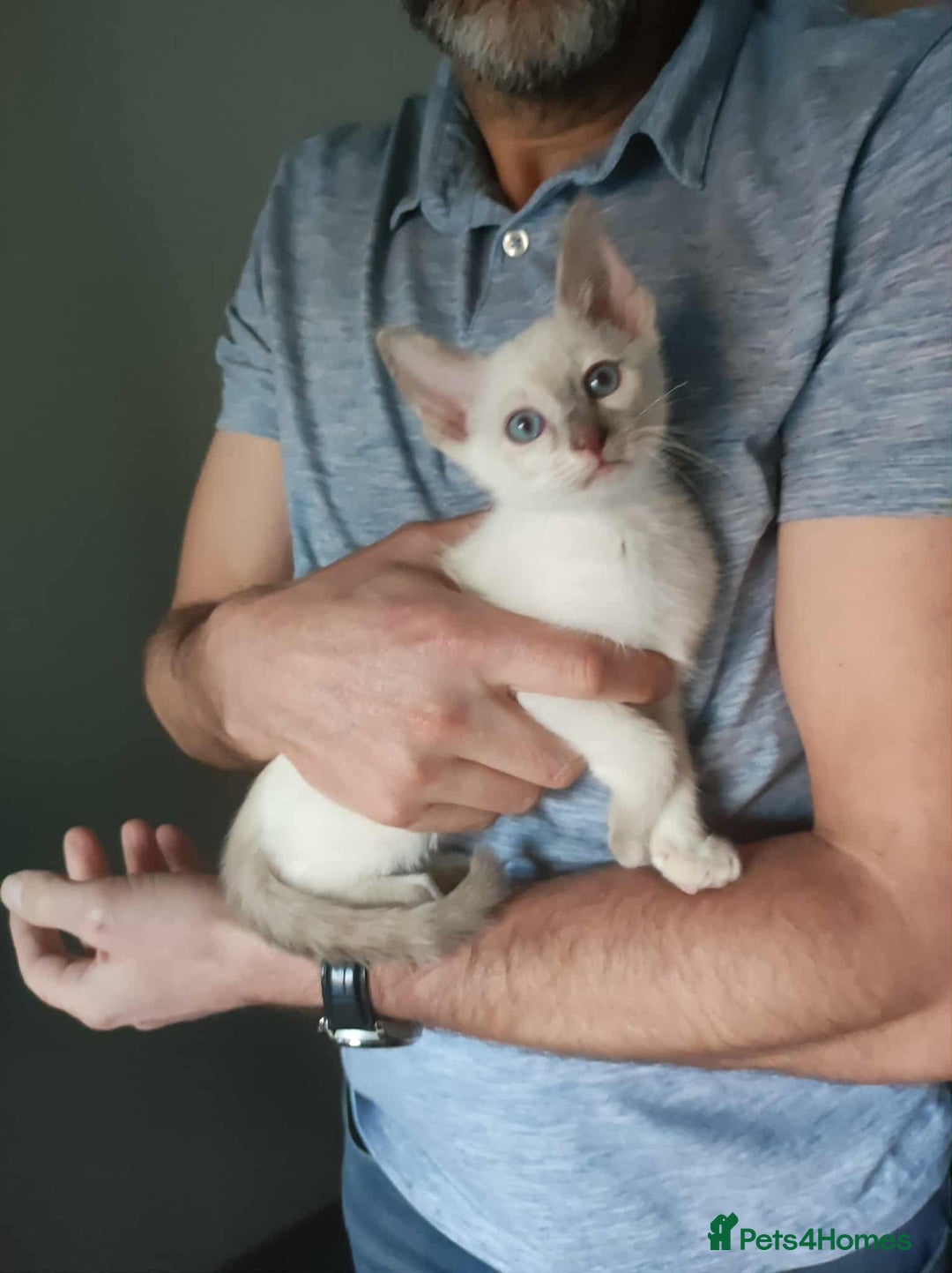 Siamese cats for sale: Siamese x rex cross kittens - Advert 3