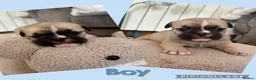 Mixed Breed dogs for sale: British bulldog cross pug puppies only two left  - Advert 3