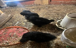 Chickens poultry for sale: Point of laying hen in Eltham read  advert thanks  - Image 5